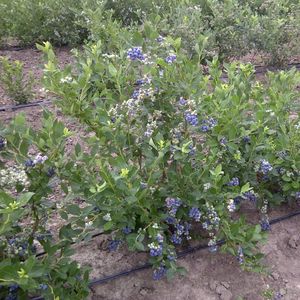 Vaccinium corymbosum 'Bluecrop' (northern highbush blueberry)