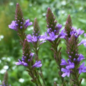 Verbena hastata (blue vervain)