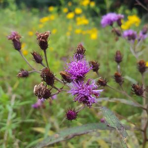 Vernonia novaboracensis (New York ironweed)