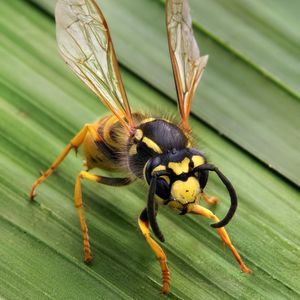 Understanding Wasps & Hornets (Virtual) - June 18