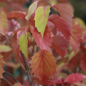 Viburnum dentatum 'Blue Muffin' (arrowwood viburnum)