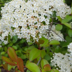 Viburnum prunifolium (blackhaw viburnum)