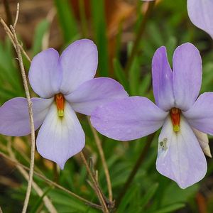Viola pedata (birdfoot violet)