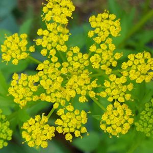 Zizia aurea (golden alexander)