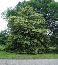 Ilex opaca 'Satyr Hill' (American holly)