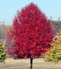 Nyssa sylvatica (black gum)