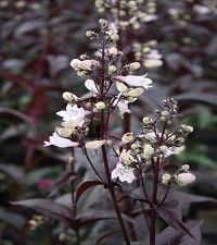 Penstemon digitalis 'Husker's Red' (beardtongue)