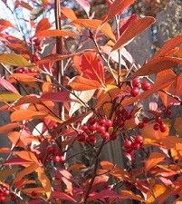 Aronia arbutifolia (red chokeberry)