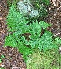 Dryopteris intermedia (evergreen wood fern)