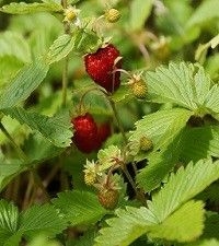 Fragaria virginiana (wild strawberry)