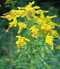 Solidago odora (sweet goldenrod)