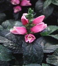 Chelone lyonii 'Hot Lips' (pink turtlehead)