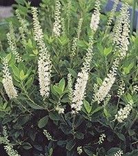 Clethra alnifolia 'Sixteen Candles' (summersweet)