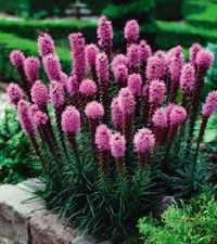 Liatris spicata 'Kobold' (blazing star)