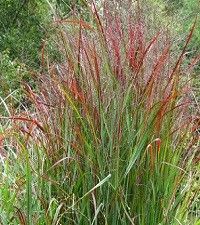 Panicum virgatum 'Shenandoah' (switchgrass)