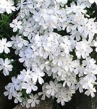 Phlox subulata 'Snowflake' (creeping phlox)