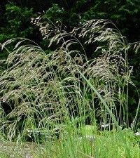 Deschampsia flexuosa (wavy hair grass)