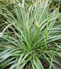 Carex amphibola (gray sedge)