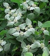 Pycnanthemum muticum (mountain mint)