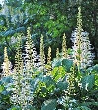 Aesculus parviflora (bottlebrush buckeye)