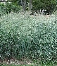 Panicum virgatum (switchgrass)