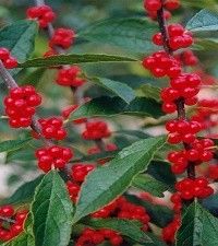 Ilex verticillata 'Winter Red' (winterberry, female)