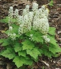 Tiarella cordifolia 'Running Tapestry' (foamflower)