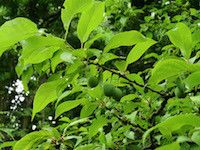 Prunus americana (American plum)