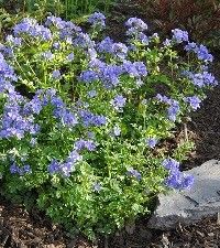 Polemonium reptans (Jacob's ladder)