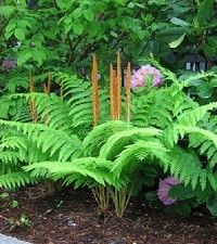 Osmunda cinnamomea (cinnamon fern)