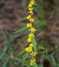 Solidago caesia (blue-stemmed goldenrod)