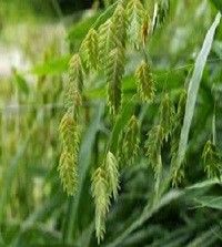 Chasmanthium latifolium (sea oats/wood oats)