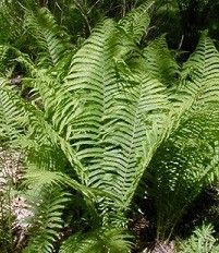 Matteuccia struthiopteris (ostrich fern)