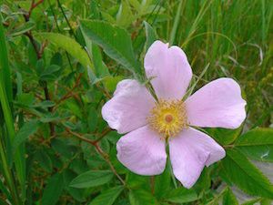 Rosa virginiana (Virginia rose)