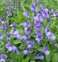Baptisia australis 'Purple Smoke' (false indigo)