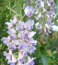 Wisteria frutescens 'Amethyst Falls' (American wisteria)