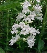 Penstemon digitalis (foxglove beardtongue)