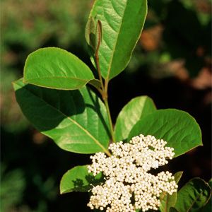 Viburnum nudum  (smooth witherod viburnum)