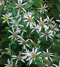 Aster divaricatus (Eurybia divaricata) 'Eastern Star' (white wood aster)