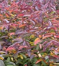 Itea virginica (Virginia sweetspire)