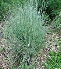 Schizachyrium scoparium 'Standing Ovation' (little bluestem)