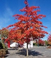 Quercus coccinea (scarlet oak)