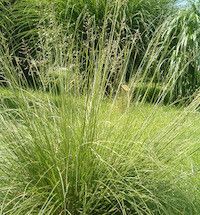 Sporobolus heterolepis (prairie dropseed)