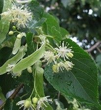 Tilia americana (basswood)