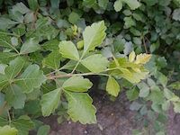 Rhus aromatica (fragrant sumac)