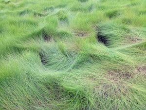 Spartina patens (salt meadow hay)
