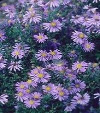 Aster laevis (Symphyotrichum laeve) 'Bluebird' (smooth aster)