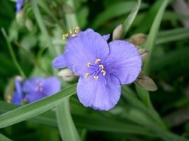 Tradescantia ohiensis (Ohio spiderwort)