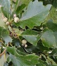 Quercus bicolor (swamp white oak)