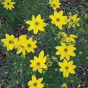 Coreopsis verticillata 'Zagreb' (threadleaf coreopsis)